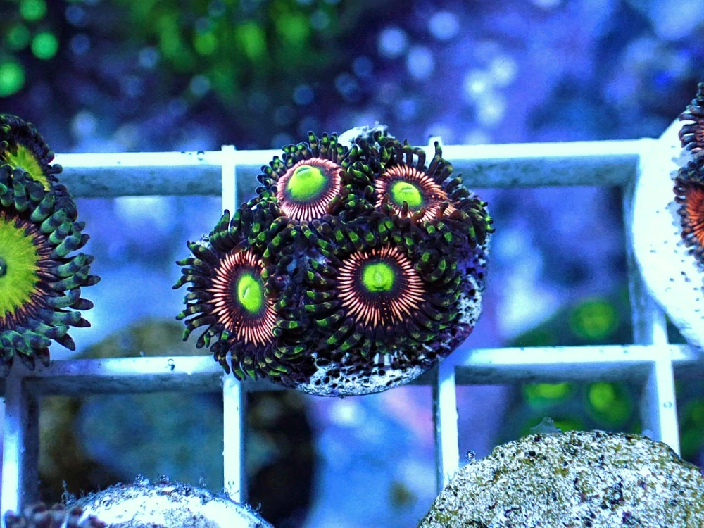Zoanthus Lord of the Ring ( 4p.) 
