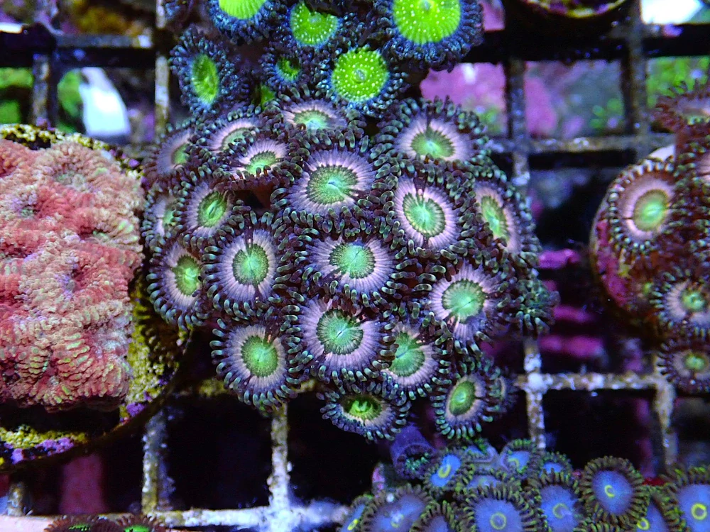 Zoanthus Skittles 5p.