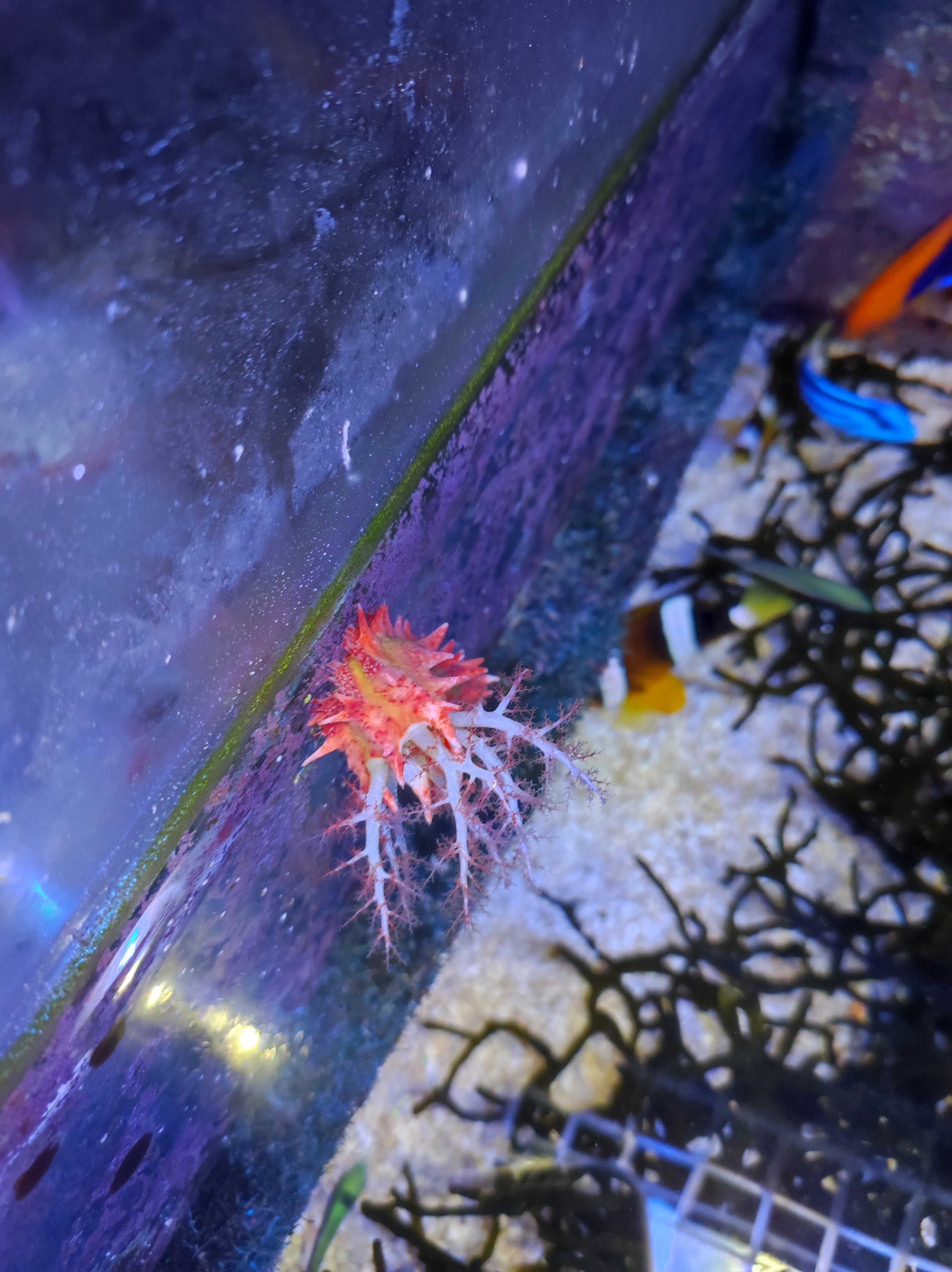 Colochirus crassus