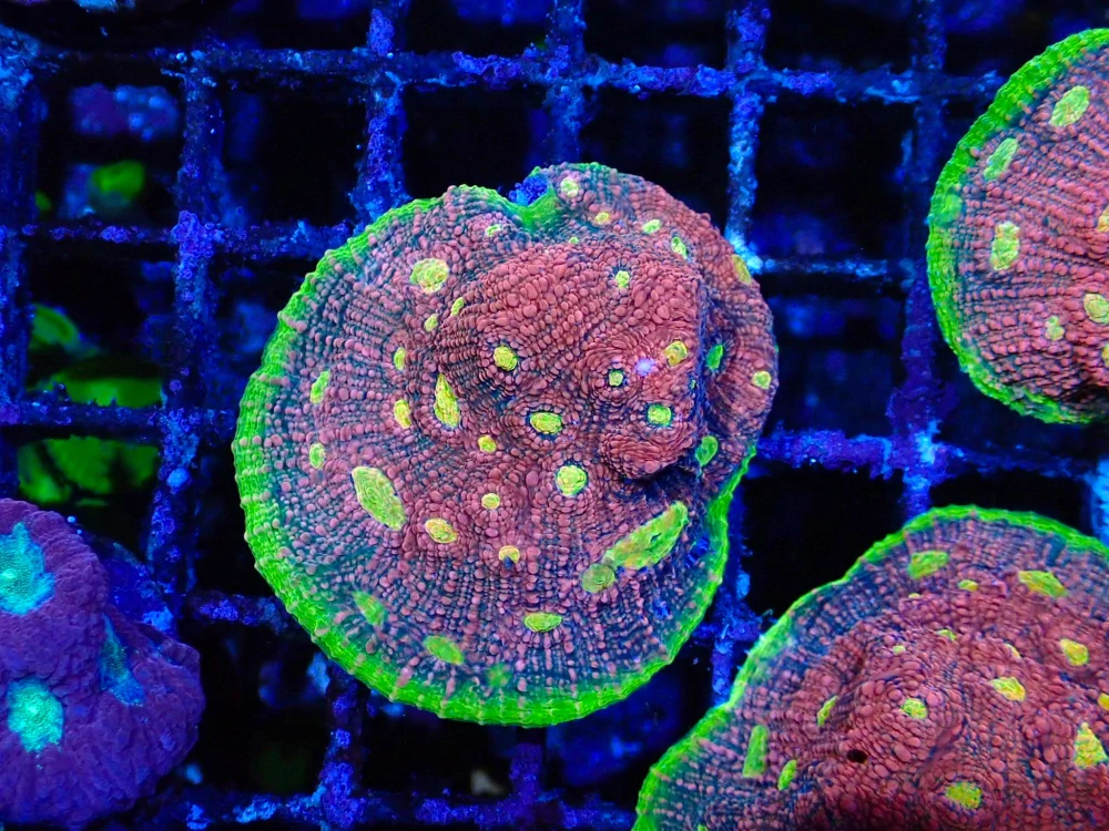 Echinophyllia watermelon (frag 4x4cm)