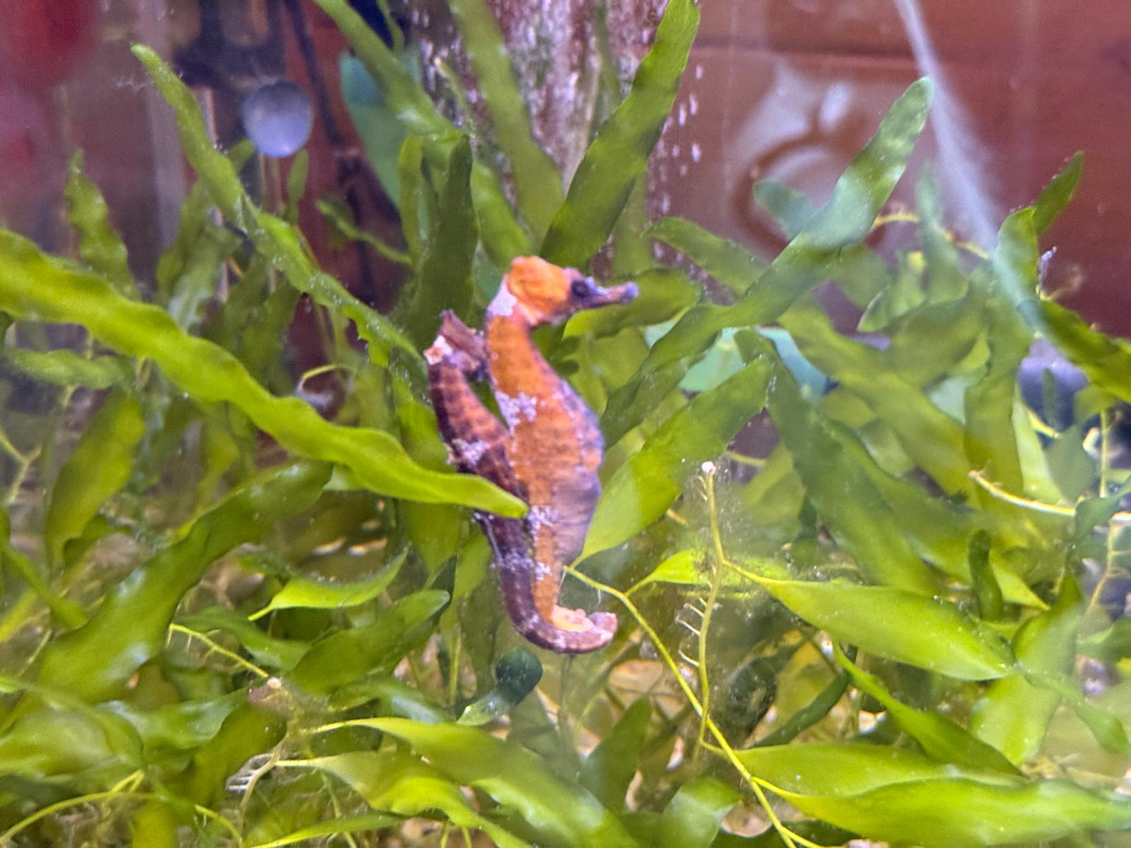 Hippocampus erectus (Yellow)