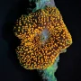 Discosoma (Interstellar)