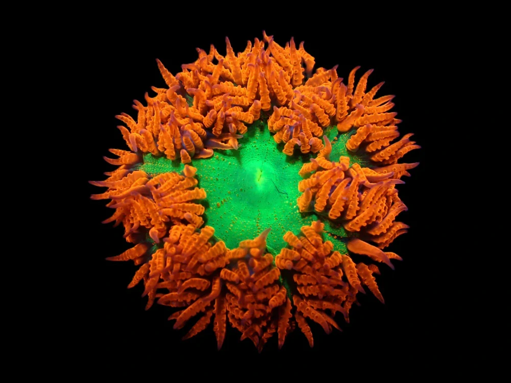 Epicystis crucifer 