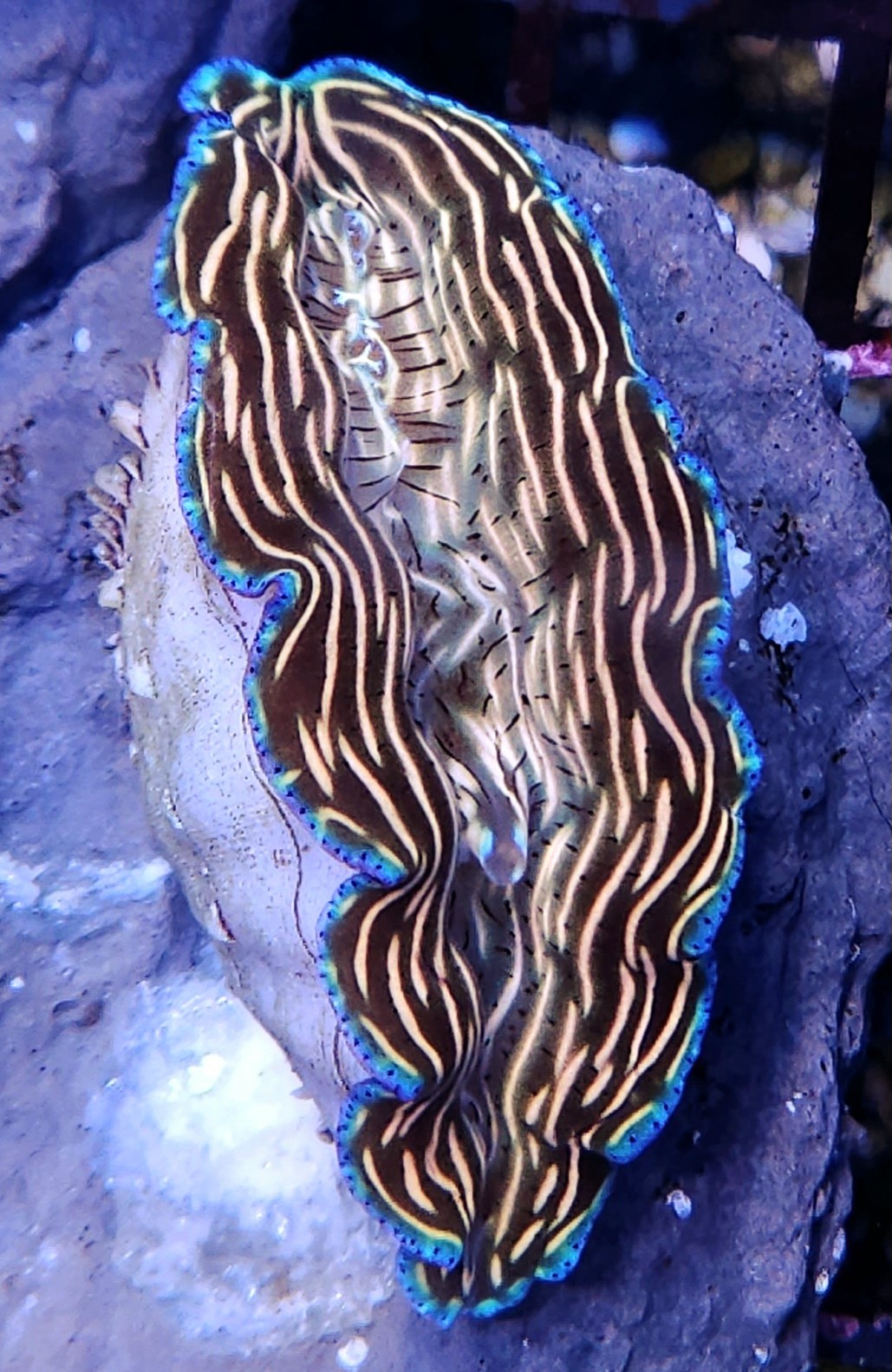 Tridacna derasa 9cm