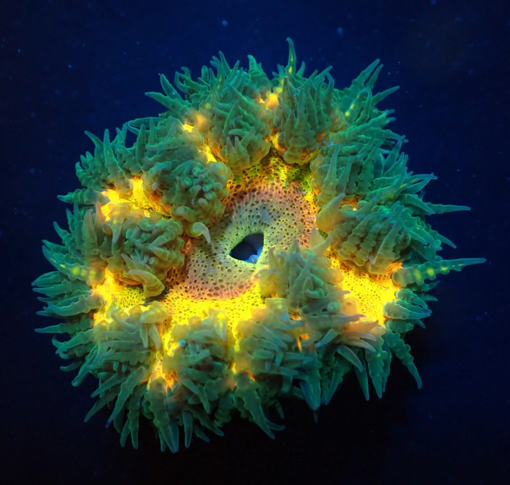 Epicystis crucifer 