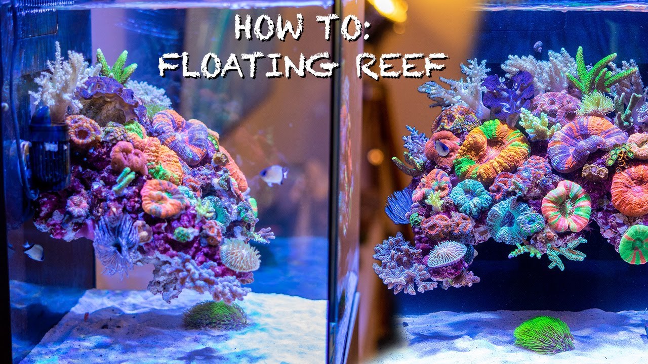 Fauna Marin DIY Floating Reef
