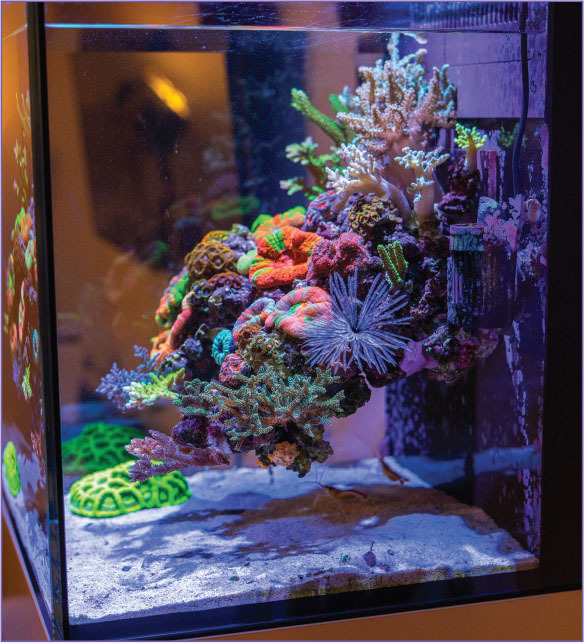Fauna Marin DIY Floating Reef