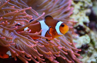 Amphiprion ocellaris 3- 3,5cm