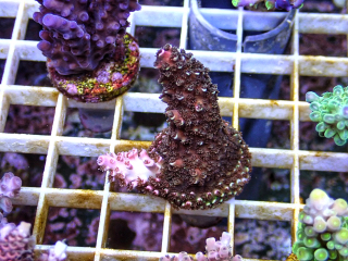 Acropora abrotanoides Red