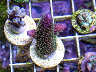 Acropora Spathulata Rainbow