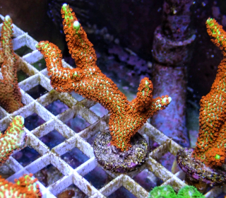 Montipora digitata "Fire forest' (frag 6cm ) 