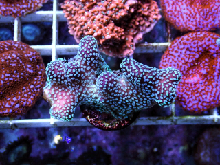 Stylophora Ultra