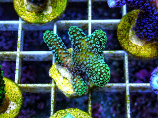 Stylophora pistillata Green