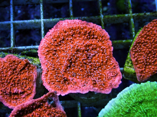 Montipora toxic Red  (6cm) 
