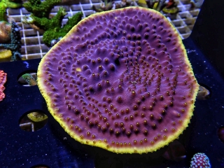 Turbinaria reniformis XL
