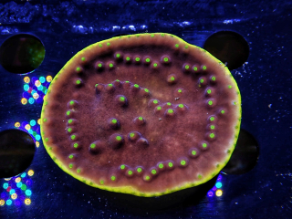Turbinaria reniformis