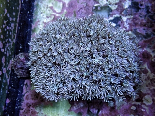 Tubipora musica 