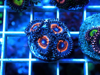 Zoanthus Red Vampire