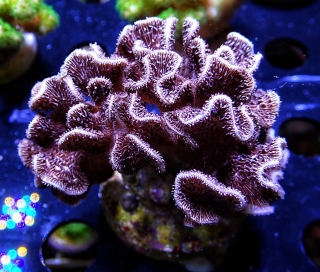 Pavona 