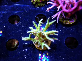 Seriatopora hystrix Yellow