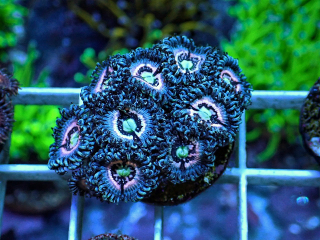 Zoanthus Ice Phantom (4 polypy) 
