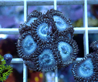 Zoanthus Chromis Blue (3.polypy)