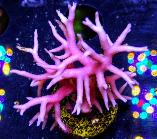 Seriatopora hystrix 