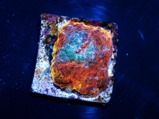 Echinophyllia Ultra 
