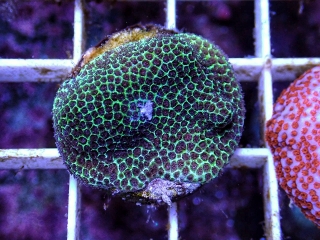 Montipora sp.