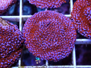 Montipora sp.