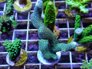 Montipora digitata Blue