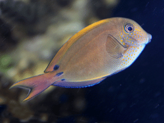 Acanthurus nigrofuscus