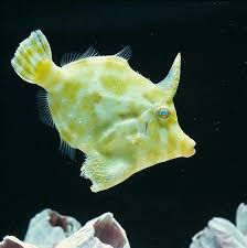Acreichthys tomentosus S/M