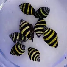 Engina mendicaria