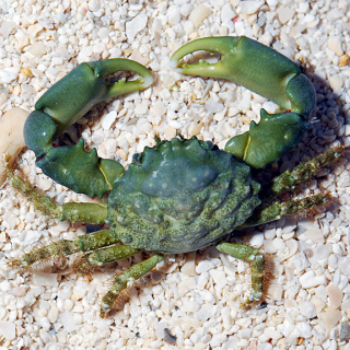 Mithraculus sculptus S/M