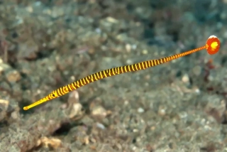 Doryrhamphus pessuliferus