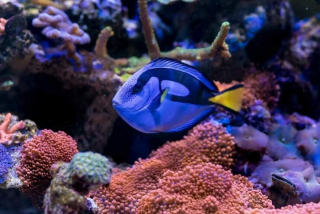 Paracanthurus hepatus L (16cm)