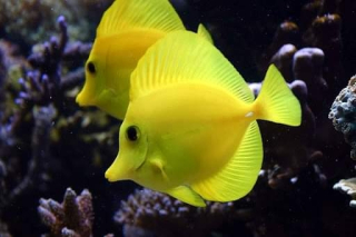 Zebrasoma flavescens 