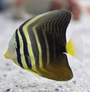 Zebrasoma veliferum S/M
