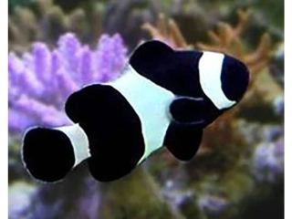 Amphiprion ocellaris Black (3cm)