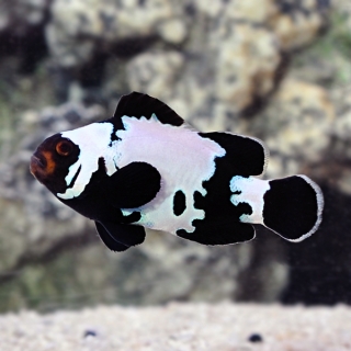 Amphiprion ocellaris M Black snowflake