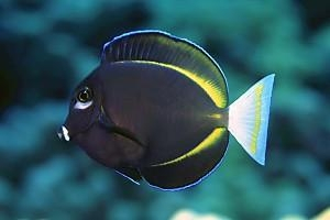 Acanthurus nigricans M