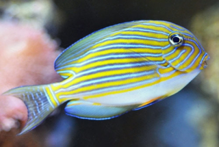 Acanthurus lineatus S