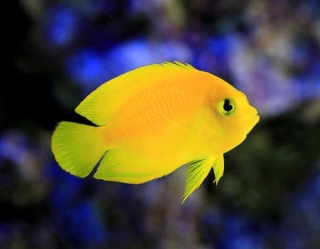 Centropyge heraldi