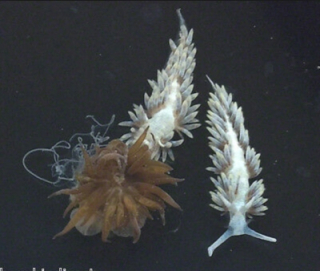 Berghia Nudibranch