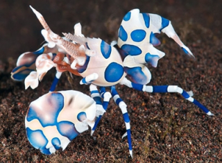 Hymenocera elegans/picta
