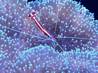 Lysmata amboinensis