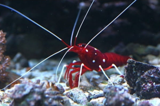 Lysmata debelius