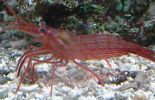 Lysmata wurdemanni