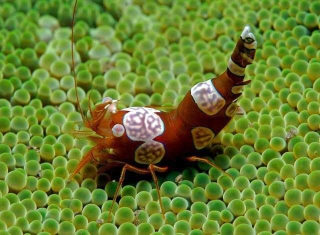 Thor amboinensis